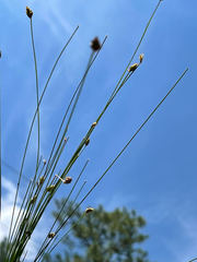 Eleocharis tuberculosa image