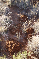 Cryptomys hottentotus