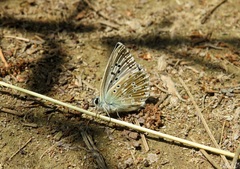 Polyommatus albicans