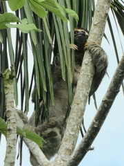 Bradypus variegatus tapajoensis