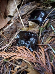 Pseudoplectania vogesiaca