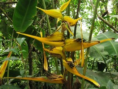 Heliconia beckneri