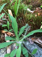 Pilosella flagellaris