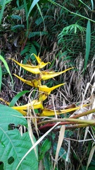 Heliconia beckneri
