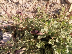 Aristolochia wrightii