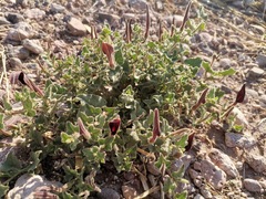 Aristolochia wrightii