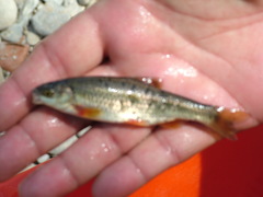 Sarmarutilus rubilio