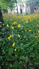 Hieracium lepidulum