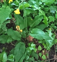 Hieracium lepidulum