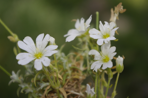 Cerastium gibraltaricum image