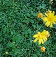 Hieracium lepidulum