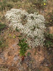 Eriogonum multiflorum