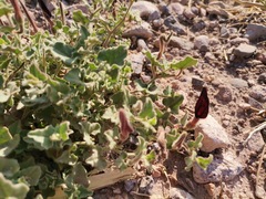 Aristolochia wrightii