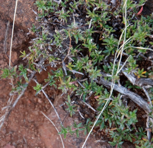 Image of Nenax microphylla by (c) Tony Rebelo, some rights reserved (CC BY-SA)