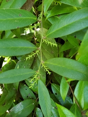Leucothoe axillaris