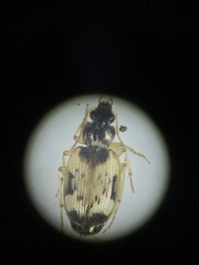 Tetragonoderus fasciatus