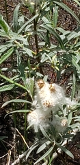 Salix candida