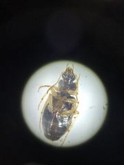 Tetragonoderus fasciatus