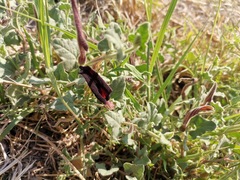 Aristolochia wrightii