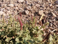 Aristolochia wrightii