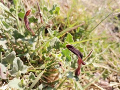 Aristolochia wrightii