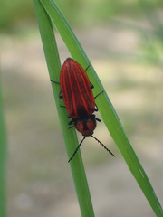 Anostirus purpureus