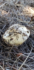 Gemmatae