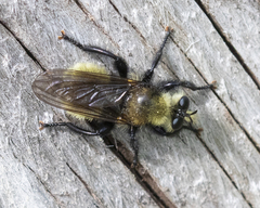 Laphria insignis