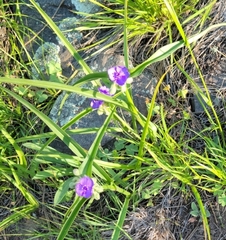 Tradescantia bracteata