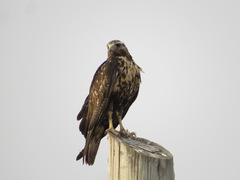 Buteogallus urubitinga