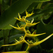 Heliconia clinophila - Photo (c) Marco Acuña,  זכויות יוצרים חלקיות (CC BY-NC), הועלה על ידי Marco Acuña
