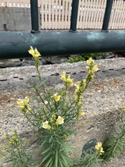 Linaria vulgaris