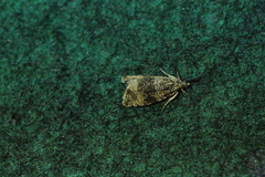 Syricoris