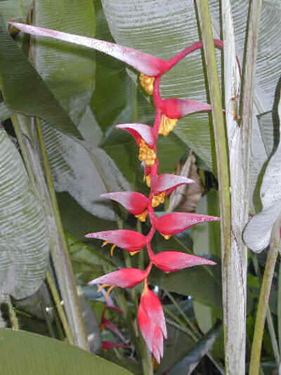Heliconia collinsiana