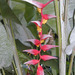 Heliconia collinsiana - Photo (c) Marco Acuña, alguns direitos reservados (CC BY-NC), uploaded by Marco Acuña