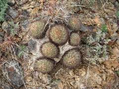 Pediocactus nigrispinus