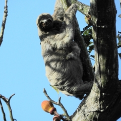 Bradypus variegatus tapajoensis