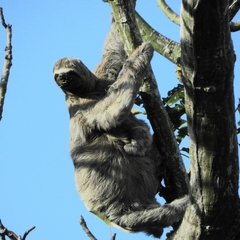 Bradypus variegatus tapajoensis
