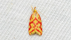 Hypercallia citrinalis