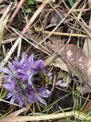 Bombus jonellus