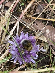 Bombus jonellus