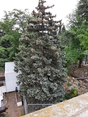 Cupressus sempervirens