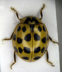 Harmonia axyridis