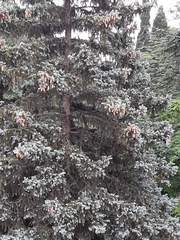 Cupressus sempervirens