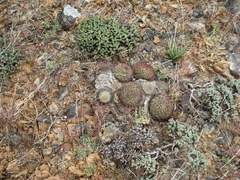 Pediocactus nigrispinus