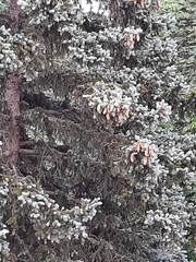 Cupressus sempervirens