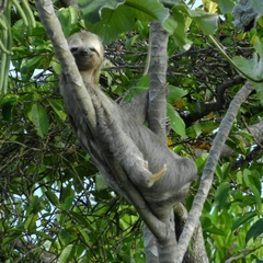 Bradypus variegatus tapajoensis