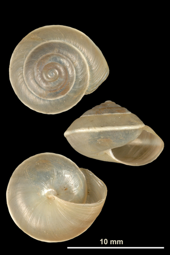 Girdled Snail