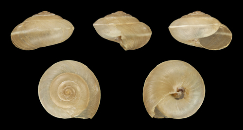 Girdled Snail