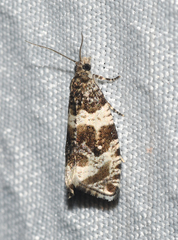 Olethreutes glaciana